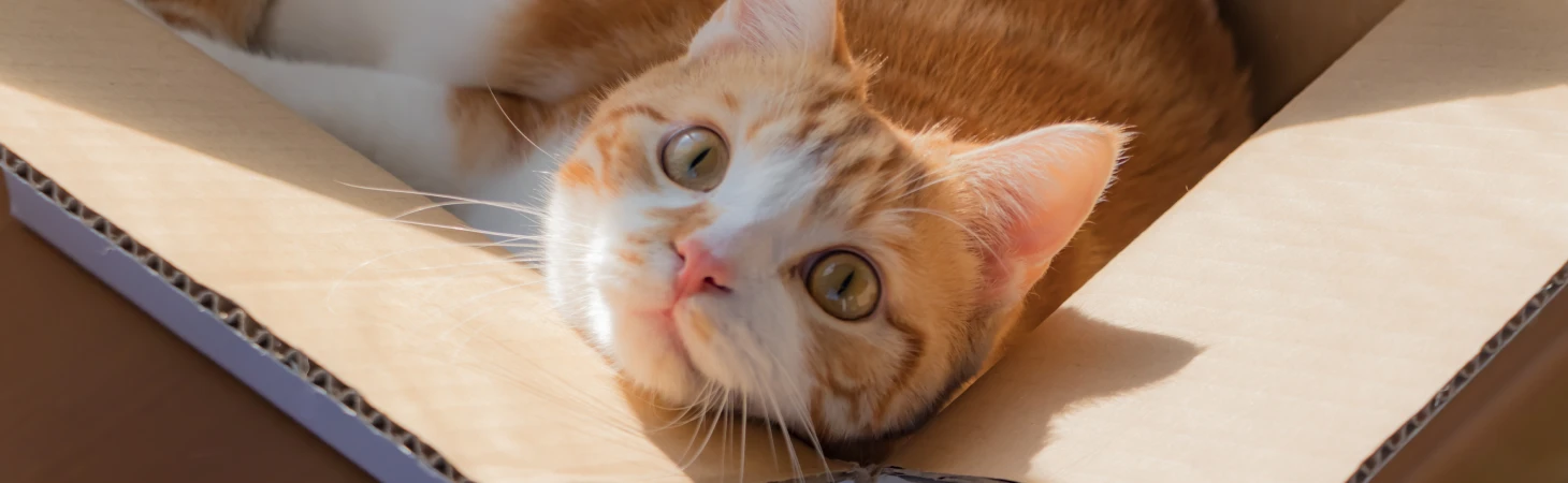 Czy żywe zwierzęta można wysłać kurierem? Odpowiadamy!